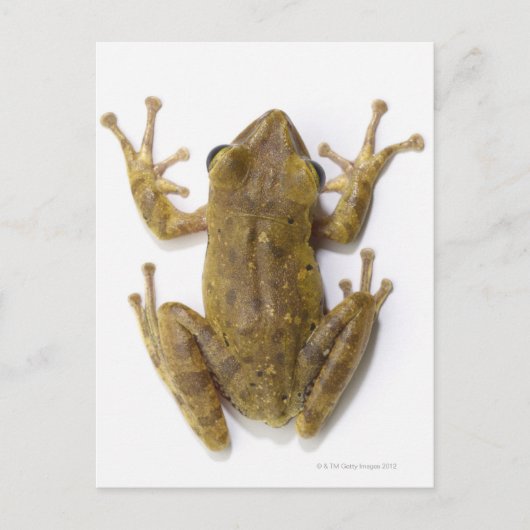 Goldfrösche Postkarte (Vorderseite)
