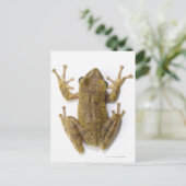 Goldfrösche Postkarte (Stehend Vorderseite)