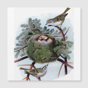 Goldgekrönte Königchen   Magnetkarte