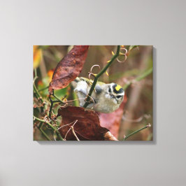 Goldgekröntes Königchen Leinwanddruck