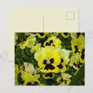 Goldgelbe Stiefmütterchen auf einem Busch, Postkarte