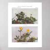 Goldgewinde - Coptis trifolia Poster (Vorne)