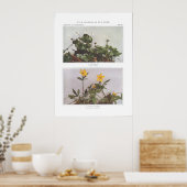 Goldgewinde - Coptis trifolia Poster (Küche)