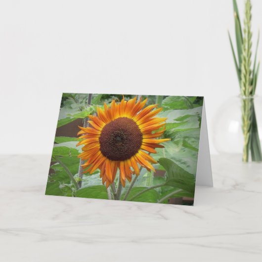 Goldglühende Sonnenblumenkarte Karte (Vorderseite)