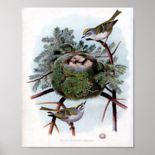 Goldhähnchen Poster