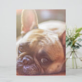 Goldhunde Einladung (Stehend Vorderseite)