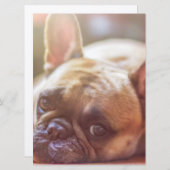 Goldhunde Einladung (Vorne/Hinten)