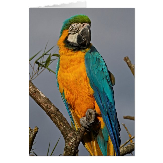 Goldie Blue Card (Vorne)