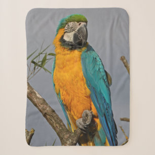 Goldie Blue Sherpa-Decke Sherpadecke