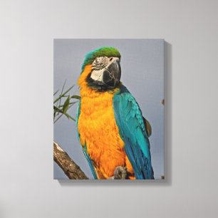 Goldie Blue Wrapped Canvas Druck Leinwanddruck