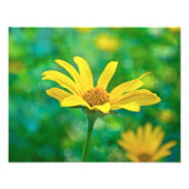 Goldie Fotodruck (Vorne)