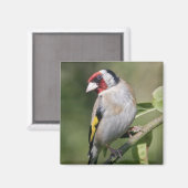 Goldie Magnet (Vorderseite/Rückseite)