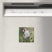 Goldie Magnet (In Situ (Geschirrspüler))