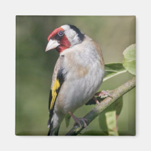 Goldie Magnet