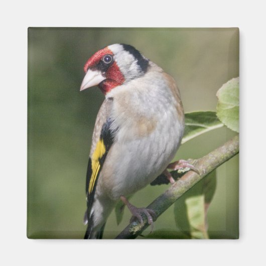 Goldie Magnet (Vorne)