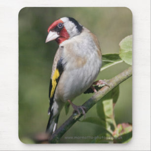Goldie Mousemat Mousepad