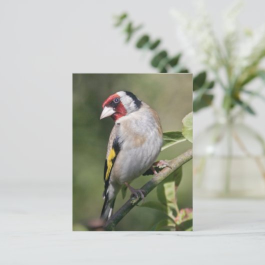 Goldie Postkarte (Stehend Vorderseite)