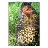 Goldie the Hen (Vorne)