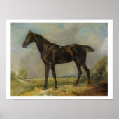 Golding Constable's Black Riding-Horse, c.1805-10 Poster (Vorne)