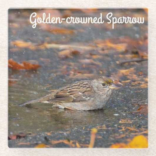 Goldkronenammer Glasuntersetzer (Vorderseite)