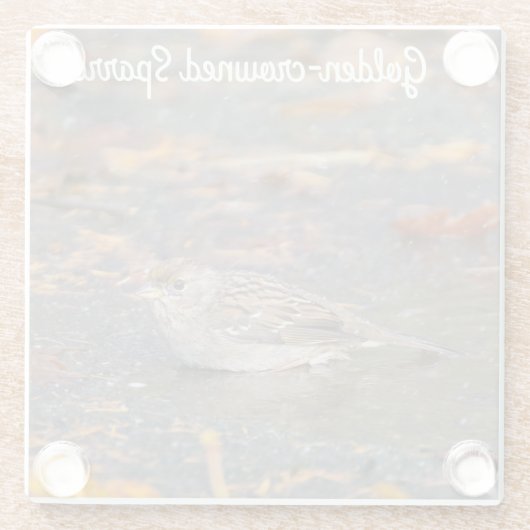 Goldkronenammer Glasuntersetzer (Rückseite)