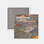 Goldkronenammer Magnet (Vorderseite/Rückseite)