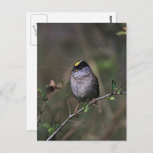 Goldkronenammer Postkarte (Vorne/Hinten)