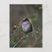 Goldkronenammer Postkarte (Vorderseite)