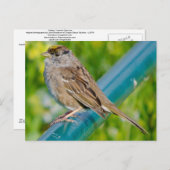 Goldkronenammer Postkarte (Vorne/Hinten)