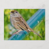 Goldkronenammer Postkarte (Vorderseite)