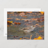 Goldkronenammer Postkarte (Vorne/Hinten)