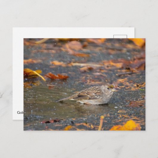 Goldkronenammer Postkarte (Vorne/Hinten)