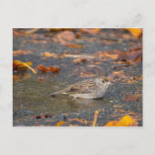 Goldkronenammer Postkarte (Vorderseite)