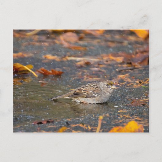 Goldkronenammer Postkarte (Vorderseite)