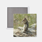 Goldmantel-Ziesel am Gletscher I Magnet (Vorderseite/Rückseite)