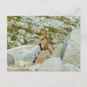 Goldmantel-Ziesel am Mount Rainier Postkarte