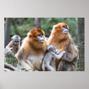 Goldnase langur Familie Poster