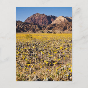 Goldrausch Postkarte