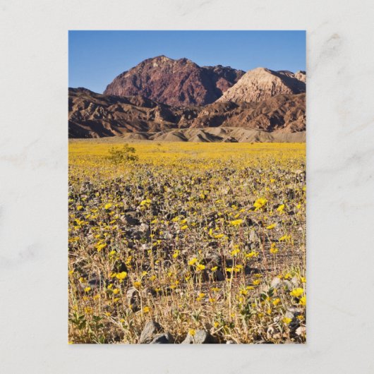 Goldrausch Postkarte (Vorderseite)
