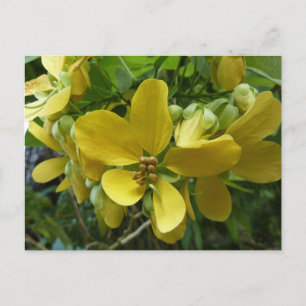 Goldregenbaum Tropisch Gelbe Blüten Postkarte