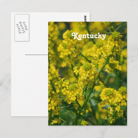 Goldrute Postkarte (Vorne/Hinten)