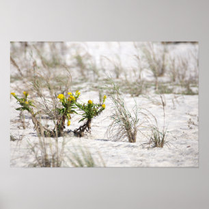 Goldruten am Strand Poster
