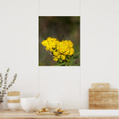 Goldruten Fotoplakat Poster (Küche)
