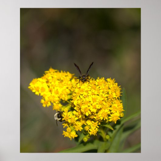 Goldruten Fotoplakat Poster (Vorne)
