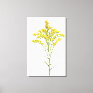GoldrutenBlumen (Solidago juncea), Nordamerika Leinwanddruck