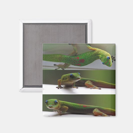 Goldstaub Gecko Magnet (Vorderseite/Rückseite)