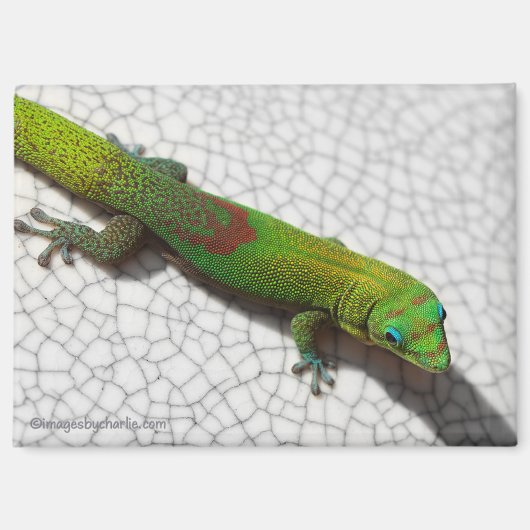 Goldstaub-Tag-Gecko-Kühlschrankmagnet Magnet (Vorderseite)