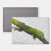 Goldstaub-Tag-Gecko-Kühlschrankmagnet Magnet (Vorderseite/Rückseite)