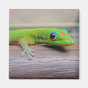 Goldstaub-TagesGecko Magnet