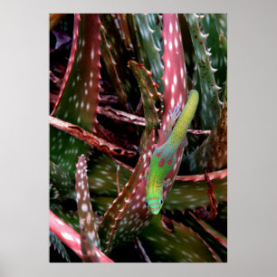 Goldstaub-TagesGecko Poster